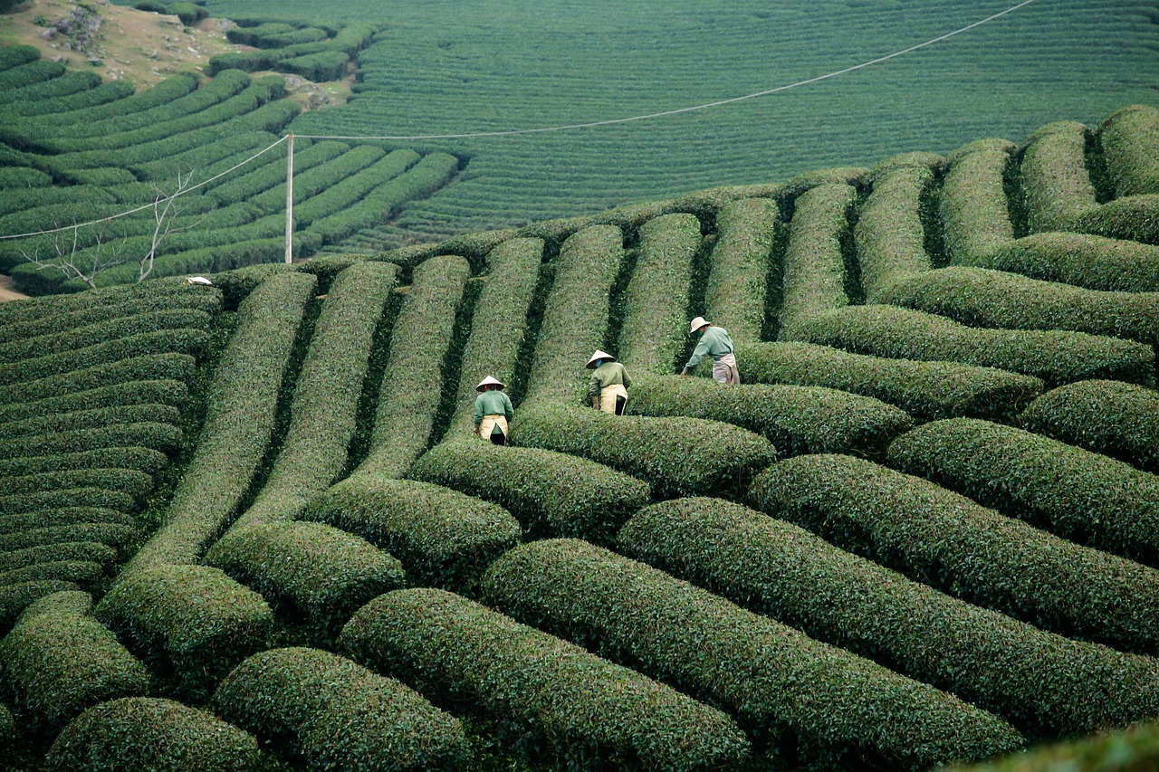 The Historical Context of the Vietnam War